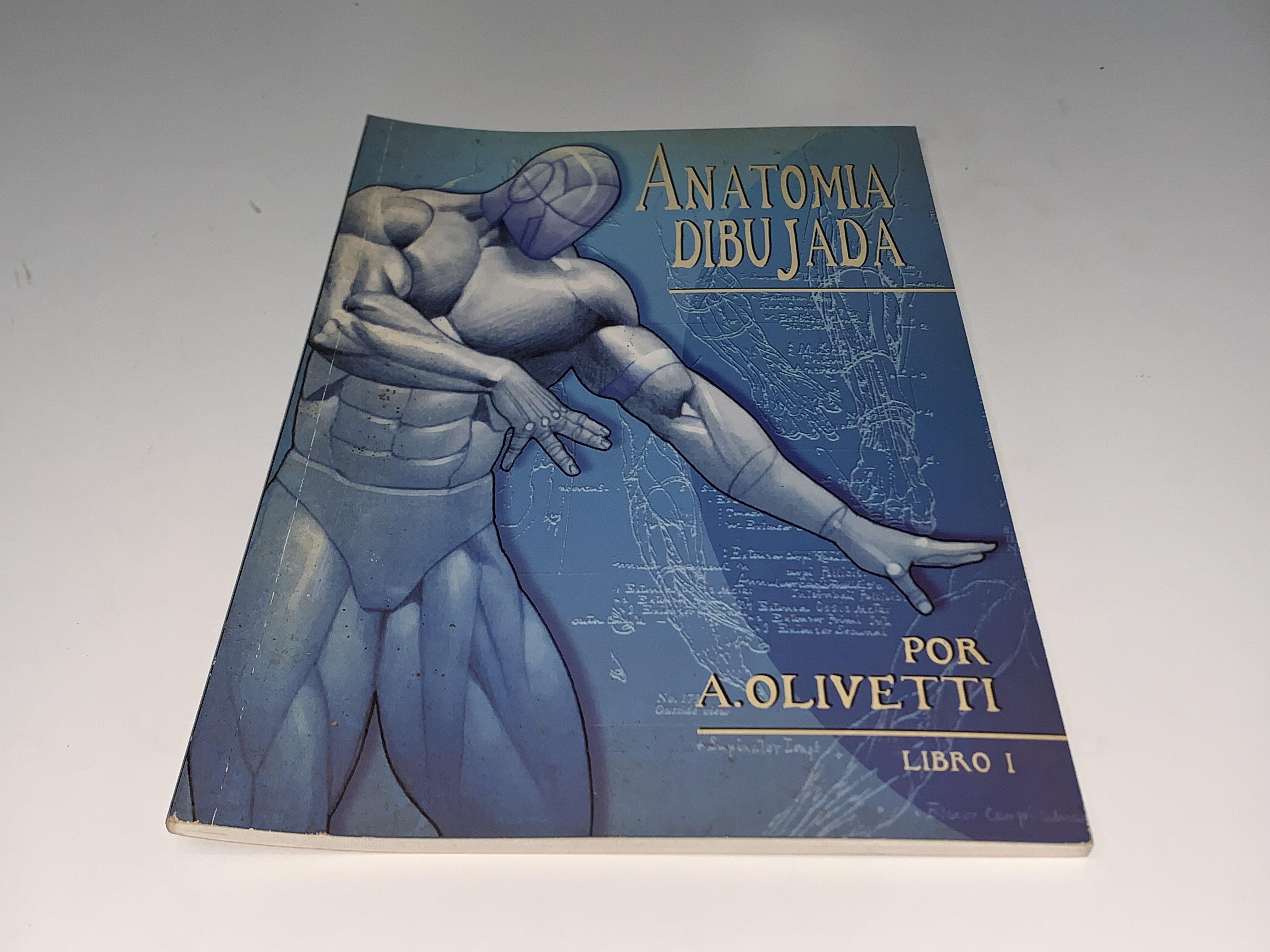Anatomía dibujada