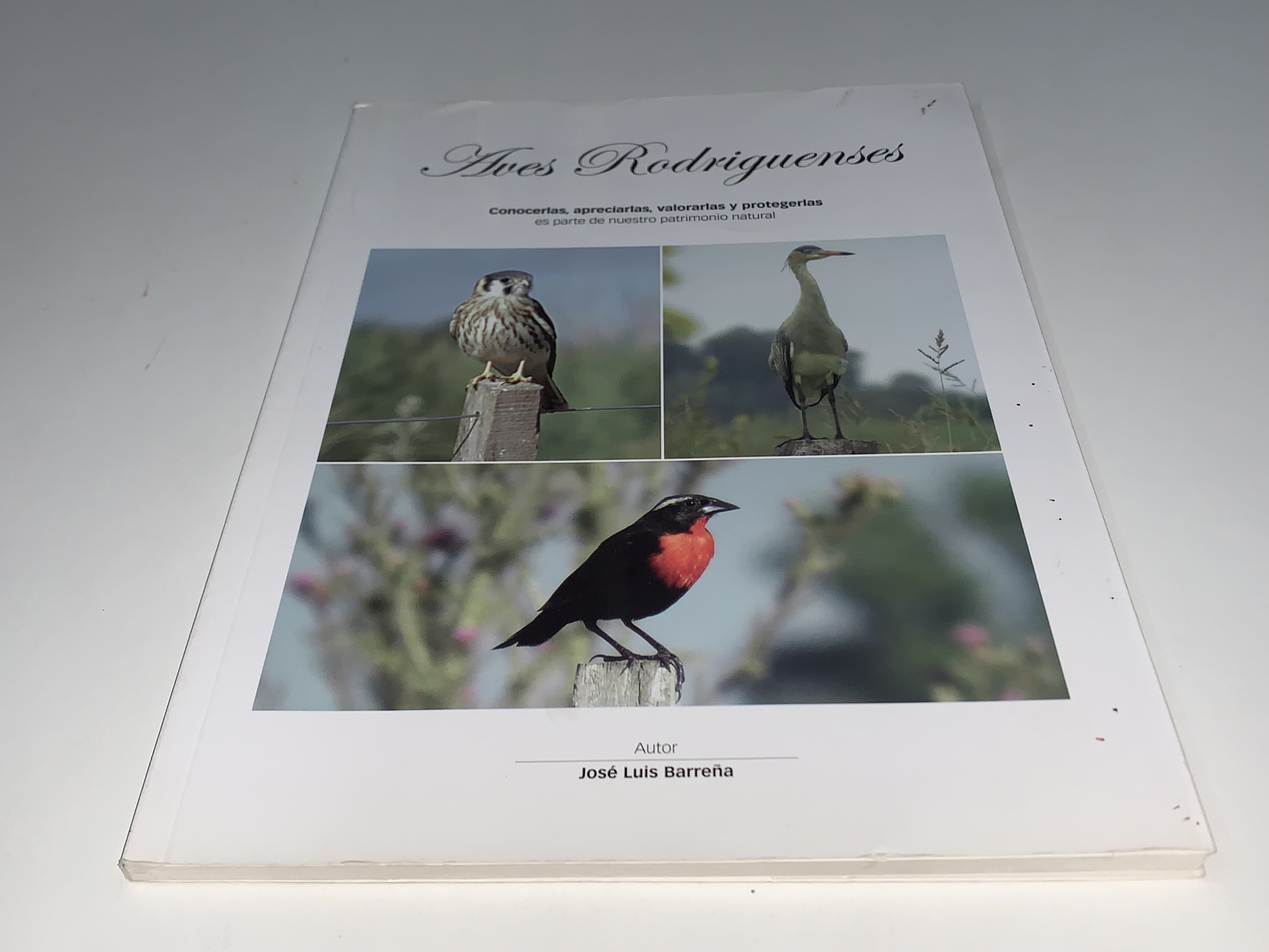 Aves Rodrigueenses